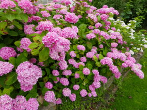 Johanneshof Garten