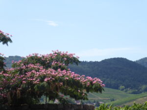 Johanneshof Garten